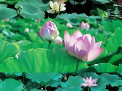 -荷塘月色湿地公园·向阳花洲