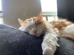-纳吉亚猫专科动物医院(康都外科中心)