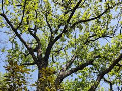 -上海佘山国家森林公园天马山园