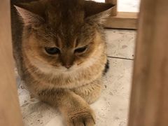 -飞行喵MR PILOT|猫舍·猫咖(静安大融城店)