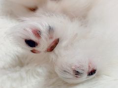 -翊宠yipet猫狗购宠庄园犬舍•猫舍