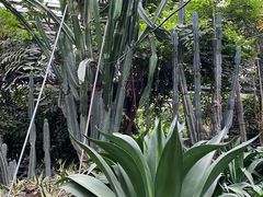 -呀路古热带植物园