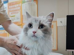 -创凡宠物医院·骨专科  猫科中心(西乡分院)