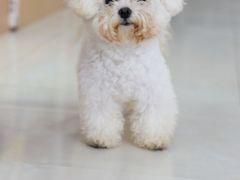 -翊宠yipet猫狗购宠庄园犬舍•猫舍