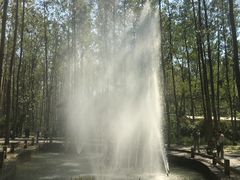 -合肥滨湖国家森林公园