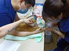 -爱侣·安琦尔宠物医院·中兽医针灸·心内科·狂犬免疫点(宝山区院)