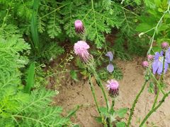 -永定河休闲森林公园