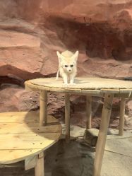 -Zoolung Zoolung动物主题公园(海信广场店)