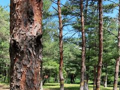 -帽儿山国家森林公园