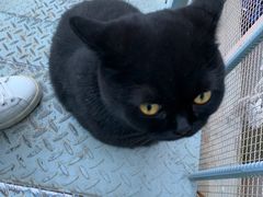 -喵屿·大理花园猫咖