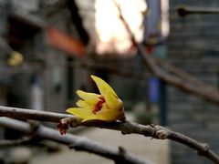 -绿地·中山里