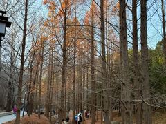 -白水寺森林公园