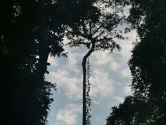 -西双版纳原始森林公园