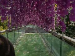 -都江堰玫瑰花溪谷