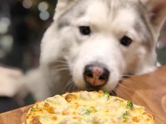 -百好乐宠物友好餐厅(朝外大街店)