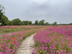 -花开海上生态园