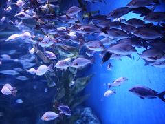 -成都浩海立方海洋公园