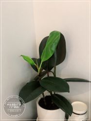 -木北造型