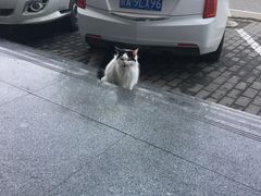 -33韩式自助烧烤(环城南路店)