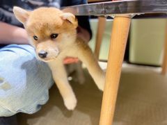 -逗柴咖啡屋·狗咖猫咖宠物桌游