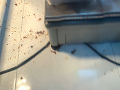 -王二甩老木子鸡(江湾店)