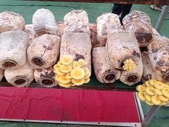 -第五季龙水凤港生态露营农场