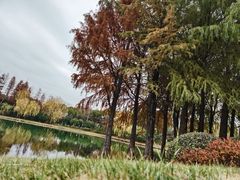 -贡湖湾湿地公园