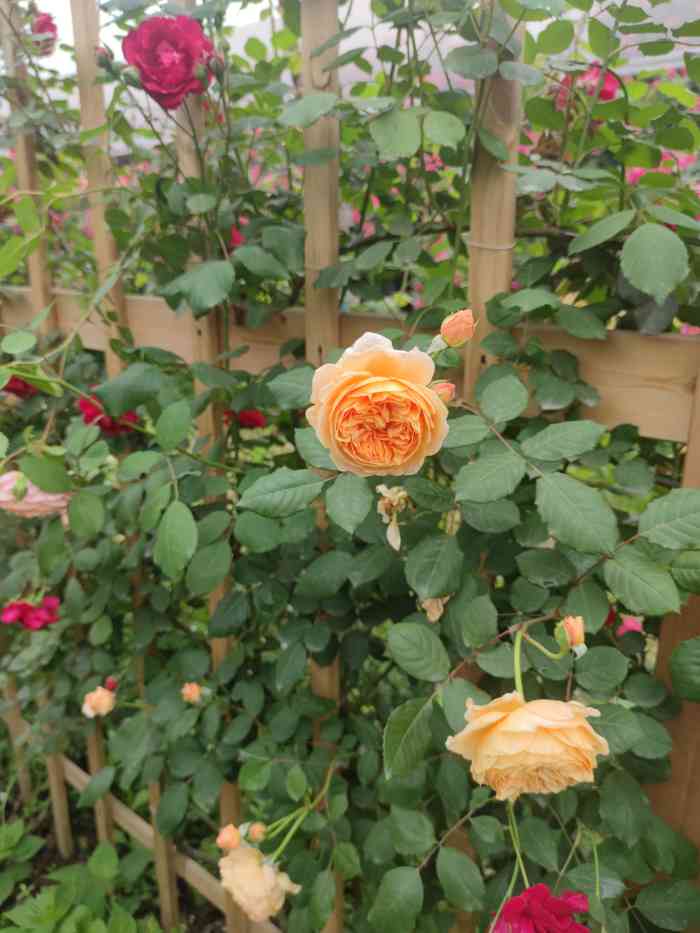 伊亚花园海鲜烧烤这家前后去了两次整体感觉还可以上次吃柴火鸡味道不