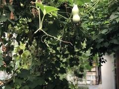 -万松老人塔