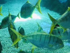 -北戴河圣蓝海洋公园