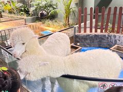 -上海大自然野生昆虫馆(东方明珠·爬宠昆虫探索中心)