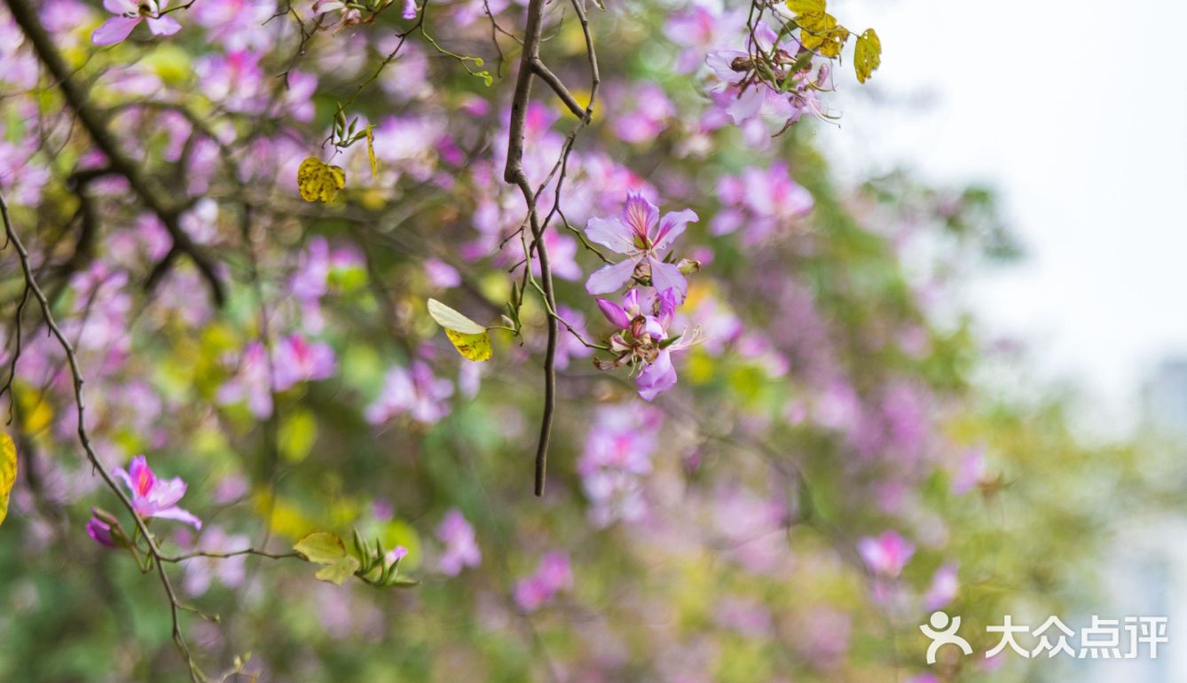 三四月去广东肇庆打卡最美紫荆花道