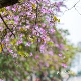 三四月去广东肇庆打卡最美紫荆花道