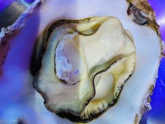 高压锅竹笼蒸蚝-蚝堡海鲜·威海菜·海肠捞饭·烧烤·亚洲吃蚝公司(幸福门店)