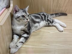 -屋虎猫馆(宝安大仟里店)