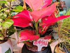 -花鸟鱼虫鲜花绿植市场(玉泉路店)