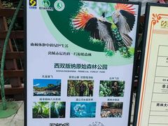 -西双版纳原始森林公园