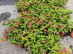 -龙大花卉苗木市场