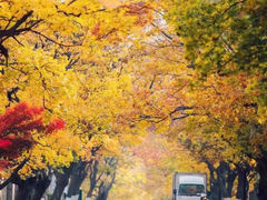 -八大关景区