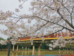 -高东镇樱花园