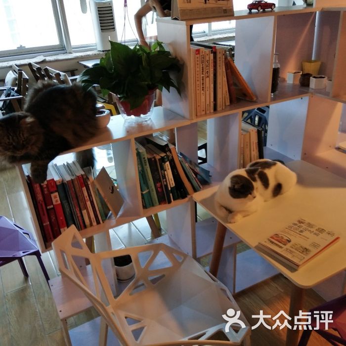 cappucimeow猫咪咖啡馆