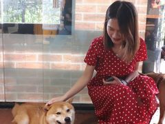 -柴犬高等学院·狗咖·柴犬售卖·宠物训练