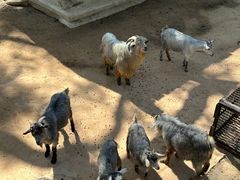 -深圳野生动物园