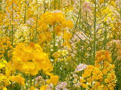 -中国天府农业博览园