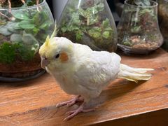 -吉丁鸟咖·异宠·寄养