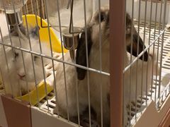 -猫猫幼稚园·撸猫·桌游·电玩