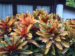 南中国大酒店-南中国大酒店