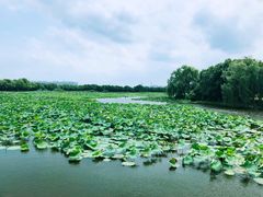 -荷塘月色湿地公园·向阳花洲
