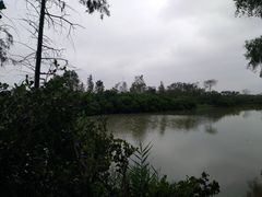 -大湾区中央湿地公园