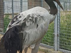 -盐城丹顶鹤湿地生态旅游区